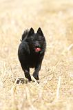 SCHIPPERKE 067